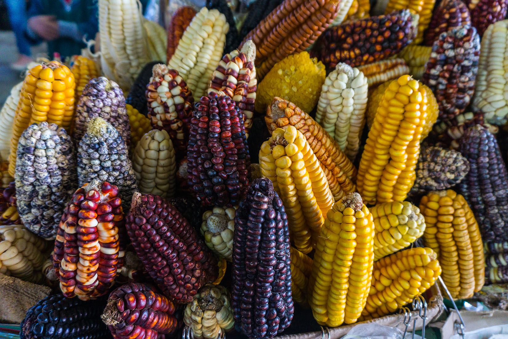 Beneficios del Maíz Criollo